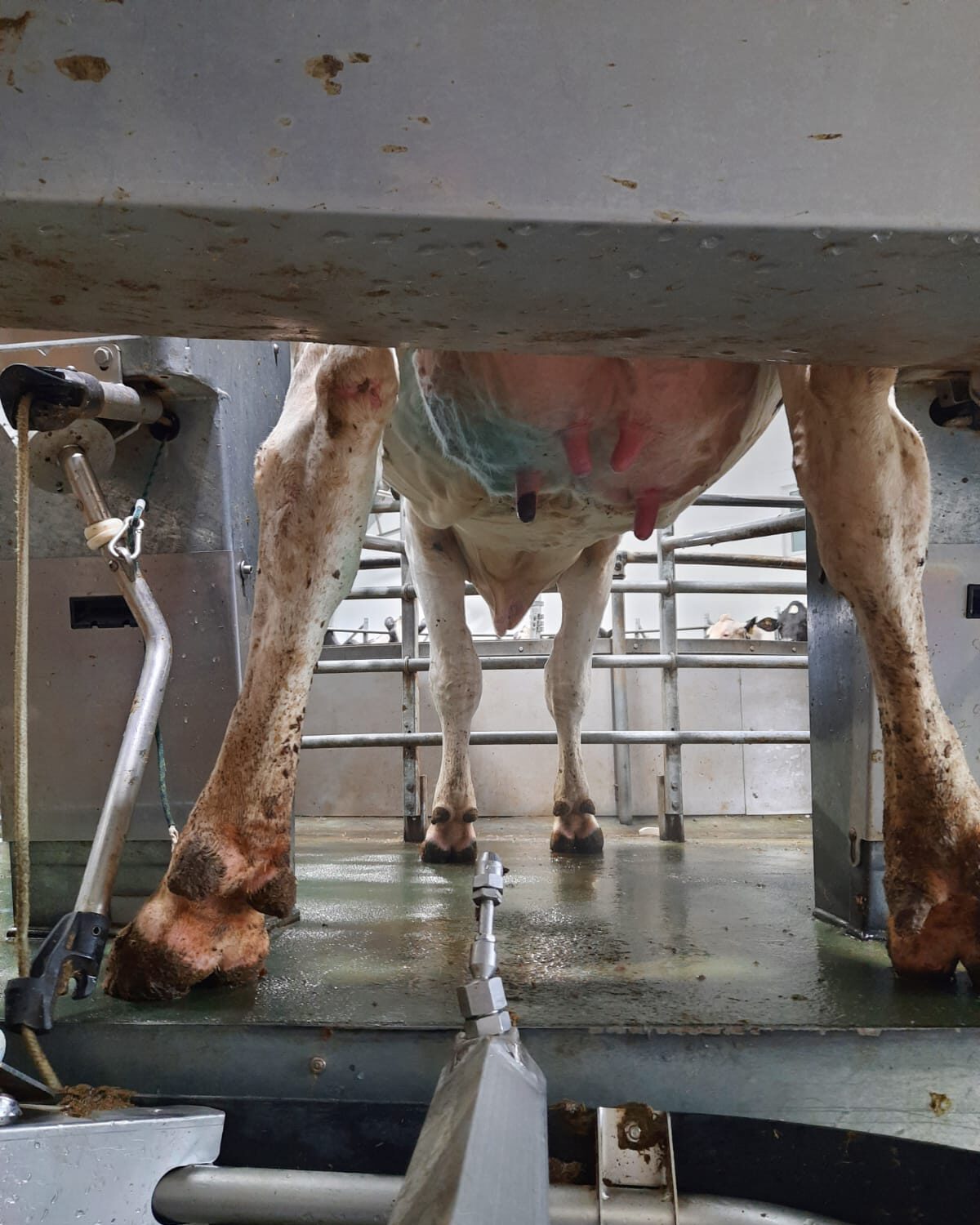 Automatische Dipsprühanlage zum automatischen Dippen der Euter am Ende des Melkvorgangs. Wirksame Vorbeugung gegen Mastitis bei Kühen und schnell wirksame Intensivpflege mit hohem Aloe Vera Anteil für strapazierte Zitzenhaut bei Rindern.