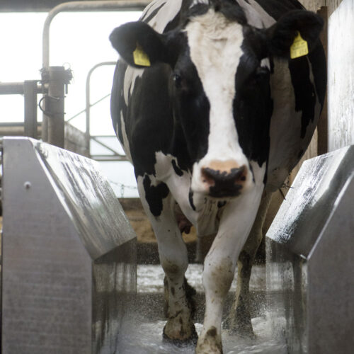 A cow walks relaxed through an ECO hoof washing system from MK Nutztierhygiene. The KWA is an effective, economical and labor-saving prevention against Mortellaro, which can be optimally integrated into the milking routine.