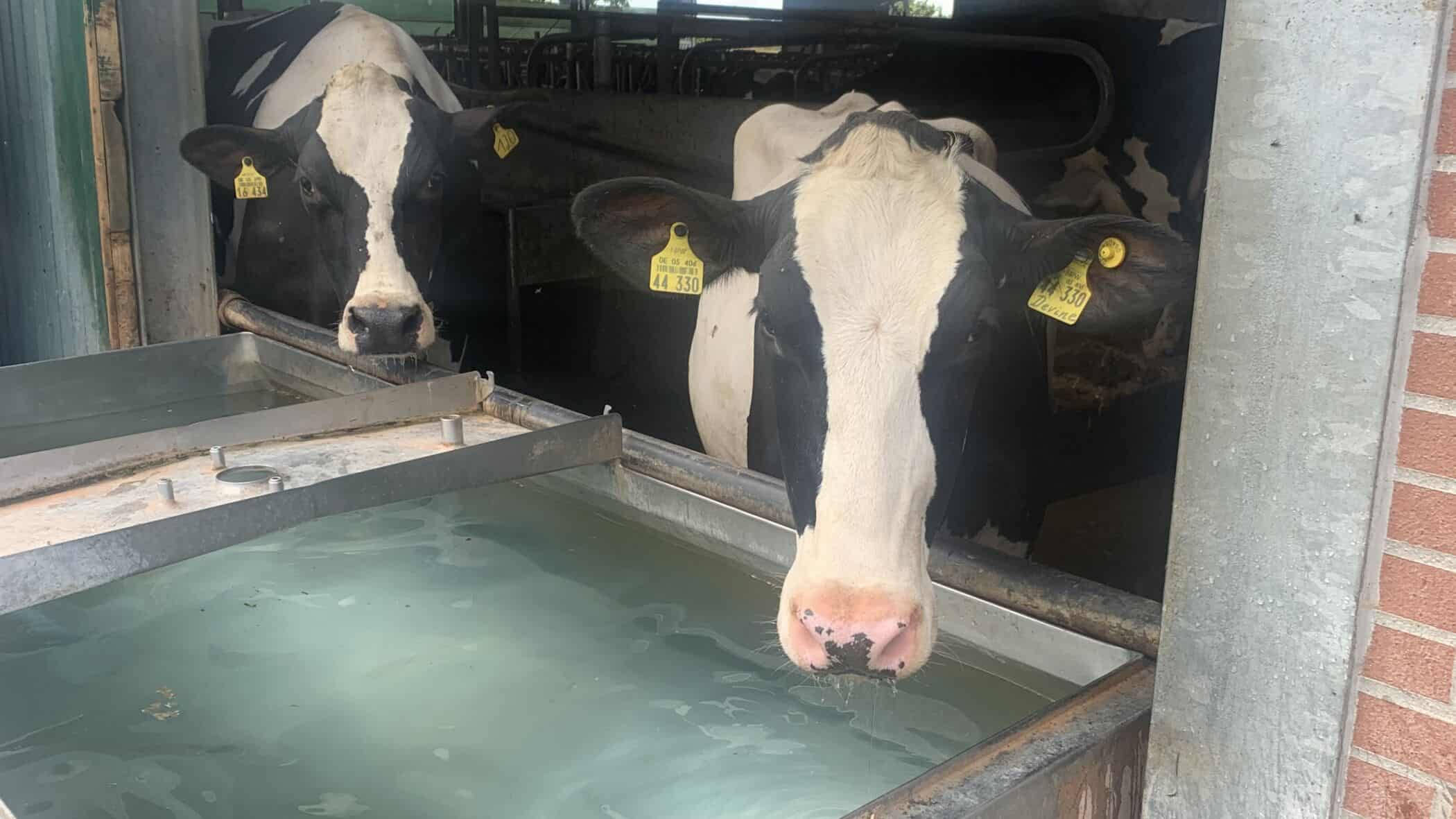 Eine Kuh trinkt wohlschmeckendes, geruchsneutrales, weiches Wasser aus einer sauberen Tränke. Das Wasser wurde mit einer Wasseraufbereitung Anlage von MKN aufbereitet. Ist optimal für Milchkühe geeignet. Die Wasseraufbereitung tötet Keime, Pilz, Sporen und Legionellen im Wasser zuverlässig ab. Sie löst außerdem Kalk, Eisen und Mangan und hält die Mineralien im Wasser bioverfügbar. Die Anlage kann in allen gängigen Wasserleitungen installiert werden.