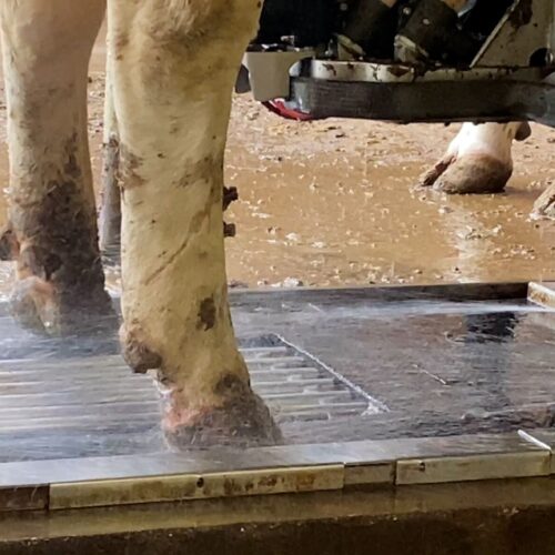Liesel Premium hoof cleaning system in the milking robot