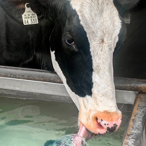 A cow drinks clean water from a drinking trough that is free from dirt, deposits and biofilm. The water is clear and clean thanks to the use of MK:N water treatment. The MK:N HydroFit agent used ensures tasty, odorless, soft water that your animals enjoy drinking. The water treatment system can be used in all standard water pipes. Drinking water cleaning is less frequent and easier. Thanks to the water treatment, lime, iron and manganese dissolve and remain bioavailable. The MK:N HydroFit agent used reliably kills germs, fungi, spores and legionella and prevents the formation of biofilm.