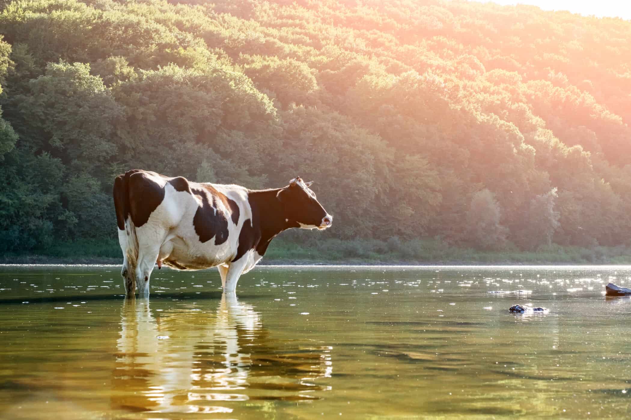 A cow stands in a river with sunshine in the background forest