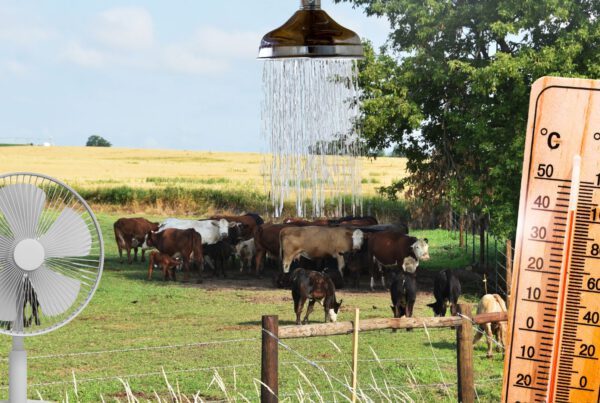 Kühe suchen den Schatten auf einer Weide bei heißen Temperaturen